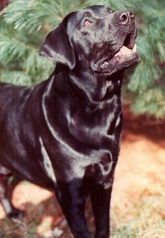 Dog Photo